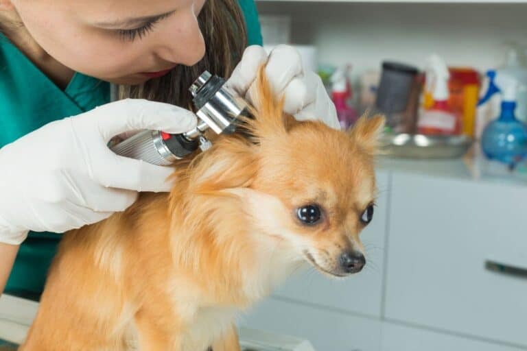 Easiest Vet Schools to get into